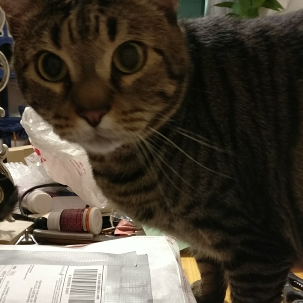 Joey says "Hi, Y'all! Welcome to our Clawzit!"